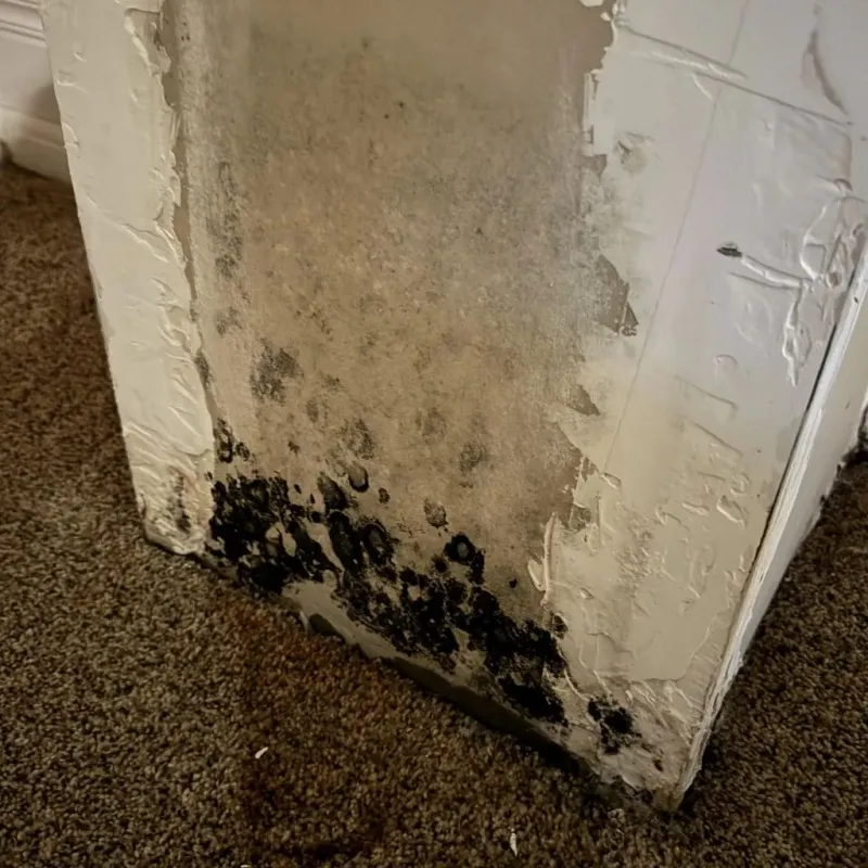 Professional Mold Removal in Round Lake Beach, IL